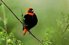 Southern Red Bishop